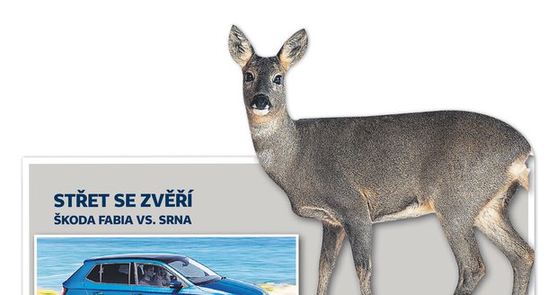 Střet se zvěří: Škodovka versus srnka