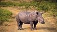 Nosorožec s uřezaným rohem. Ochránci často odebírají rohy zvířatům preventivně, aby pytláci neměli důvod je zabíjet.