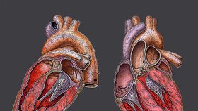 Hodinu a půl mu nebilo srdce. Pak se probral