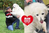 Roman jezdí na transfuze s čuvači: Hrdinové dali krev pro 100 psů!