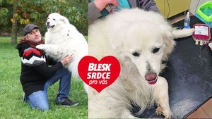 Roman jezdí na transfuze s čuvači: Hrdinové dali krev pro 100 psů! Roman jezdí na transfuze s čuvači: Hrdinové dali krev pro 100 psů!