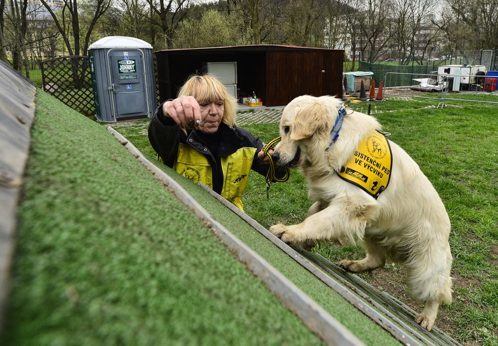 Psy cvičí Zuzana Daušová pro různé typy postižení.