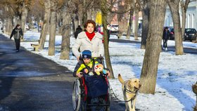 Pestrá společnost vycvičila labradora pro nemocného chlapce: Díky Falcovi Jindra (10) lépe mluví!