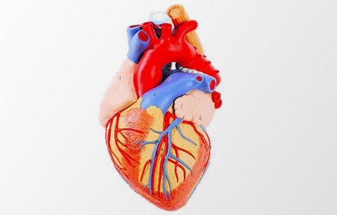 Lidské srdce: Co mu prospívá a co škodí?