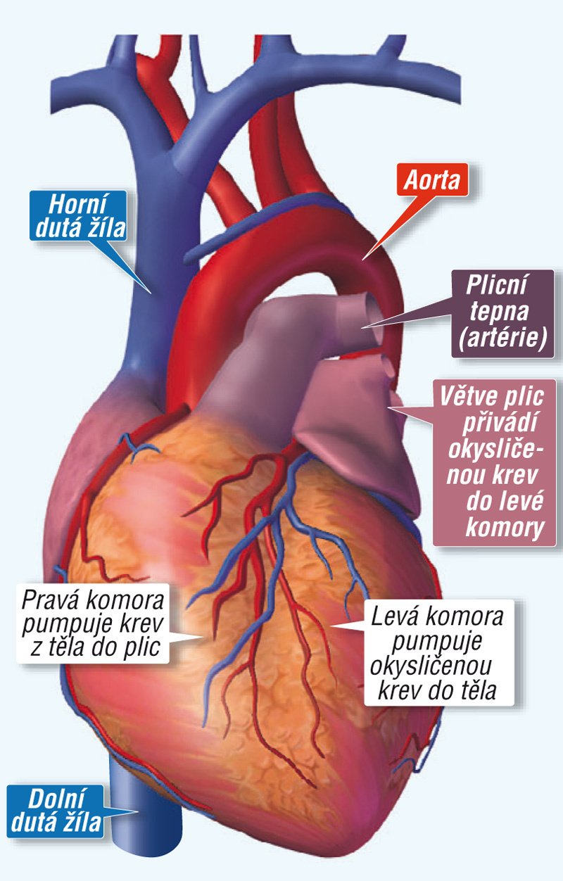 Porovnání skutečného srdce a přístroje