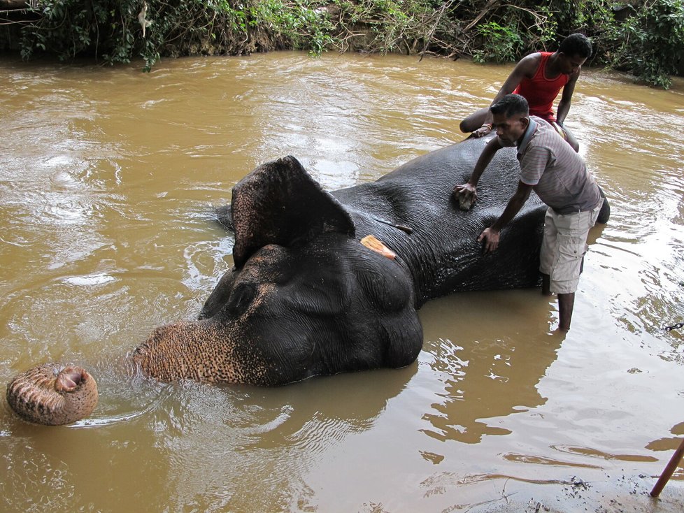 Sloni dostávají na Srí Lance výjimečnou péči.