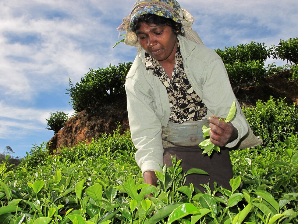 Práce sběraček čaje je dřina za málo peněz, dělají ji přistěhovalci z chudších částí Indie.