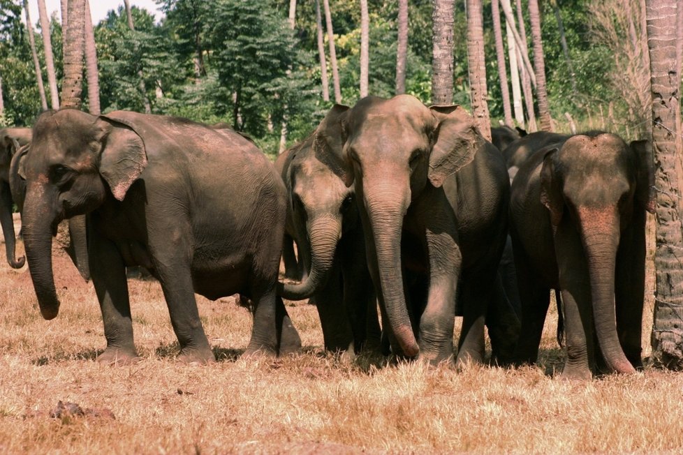 Sloni jsou na Srí Lance oblíbenou turistickou atrakcí