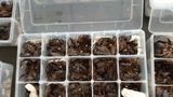 Na letišti v kufru našli muži 200 jedovatých škorpionů. Chtěl ze Srí Lanky