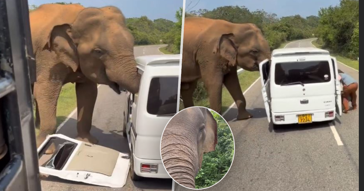 Sri Lanka: ¡Un elefante atacó un pequeño coche lleno de gente! Abrió la puerta Sri Lanka: ¡Un elefante atacó un pequeño coche lleno de gente! Abrió la puerta