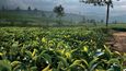Šrí Lanka je čtvrtým největším producentem čaje na světě a ekonomika země mu vděčí za zhruba sedm set milionů dolarů ročně!