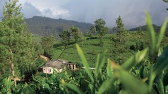 Ostrov zeleného zlata. To je Šrí Lanka s nekonečnými čajovými plantážemi