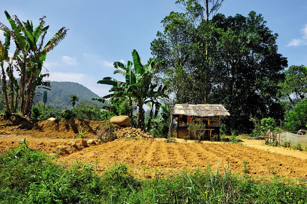 K životu lidem na Šrí Lance stačí málo: chýše, políčko a banánovník