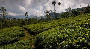 Pohled do světa: Na čajové plantáži 