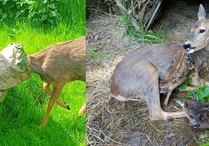 Ochočená srnečka Mamánek přivedla na svět dvojčata.