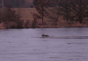 Srnka doplavala doprostřed rybníka u Tří vrb na Domažlicku. Na břeh jí pomohli hasiči.