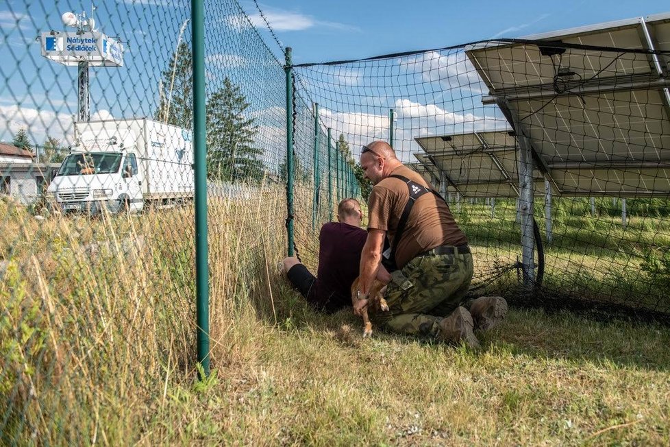 Chycenou srnu ochránci rychle vymotali ze sítě.