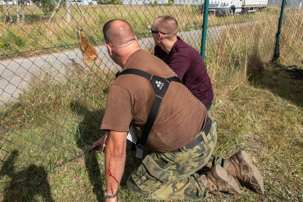 Zachráněná srna utekla od elektrárny zpět do lesa.