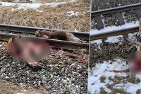 Šokující video: Vlk táhl zakousnutou srnu ke kolejím, vlak ji rozmetal po okolí