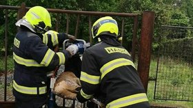 Záchrana srnce uvízlého v bráně v Plzni.