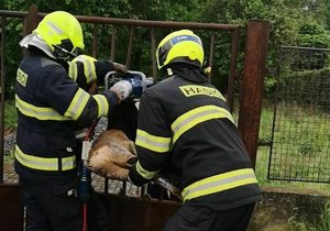 Záchrana srnce uvízlého v bráně v Plzni.