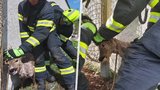 Na Pardubicku se srneček zamotal do sítě: Ven mu museli pomoct hasiči 