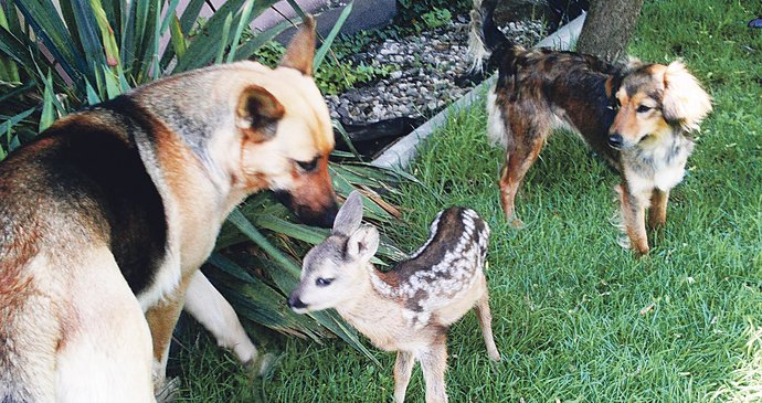 Malé srnče Bambí se od svých adoptivních matek nehne téměř na krok