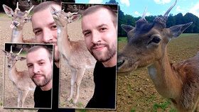 Srnec králem sociálních sítí: Takhle se pózuje, ukázal Tomášovi, který chtěl selfie!