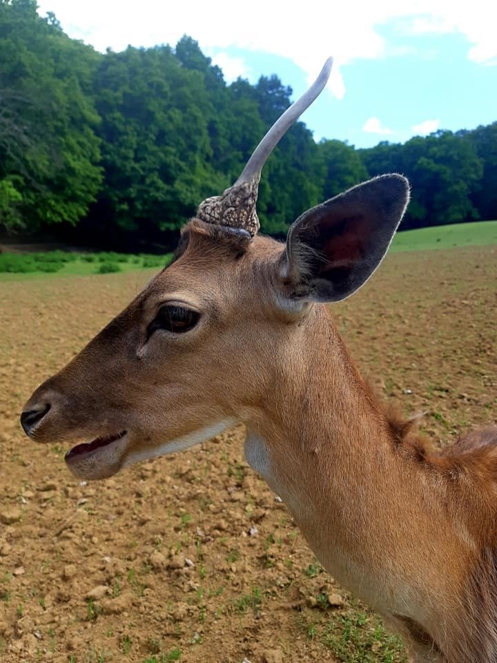 Tomáš si chtěl vyfotit selfie se srncem. Ukázalo se, že zvíře je téměř profesionální fotomodel.