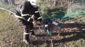 Ten tomu dal! Srnec si zamotal hlavu do sítě na hřišti, zachraňovali ho hasiči