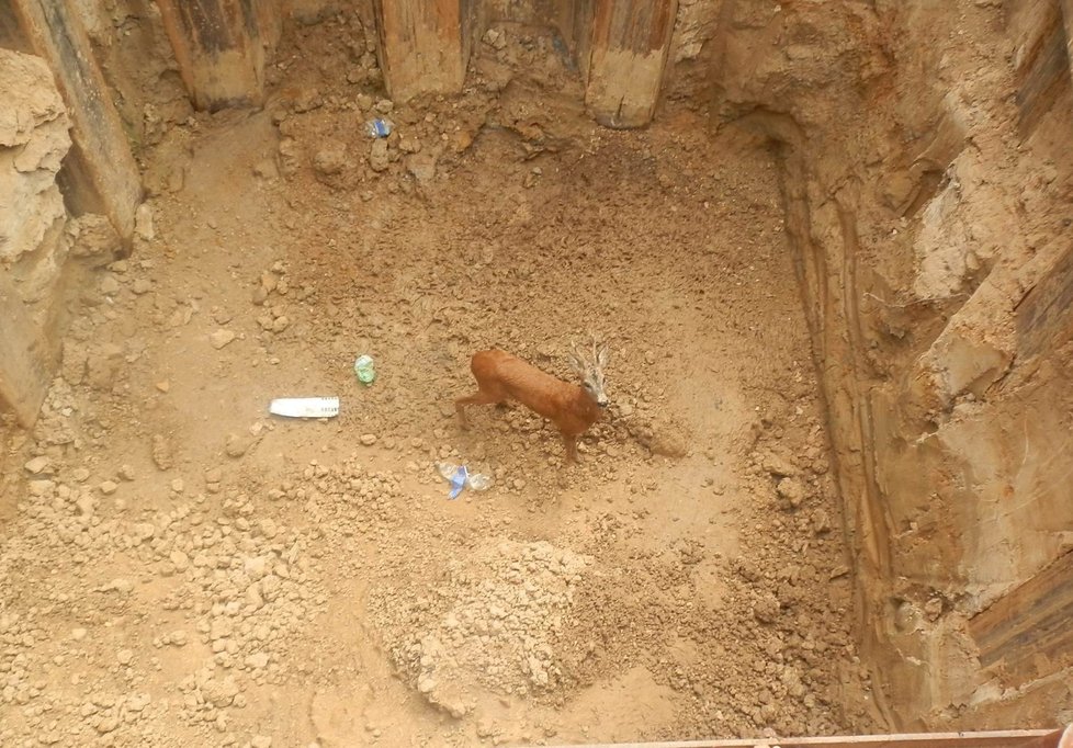 Městští strážníci a hasiči zachraňují srnce z výkopu v areálu plzeňské Škodovky (2019).