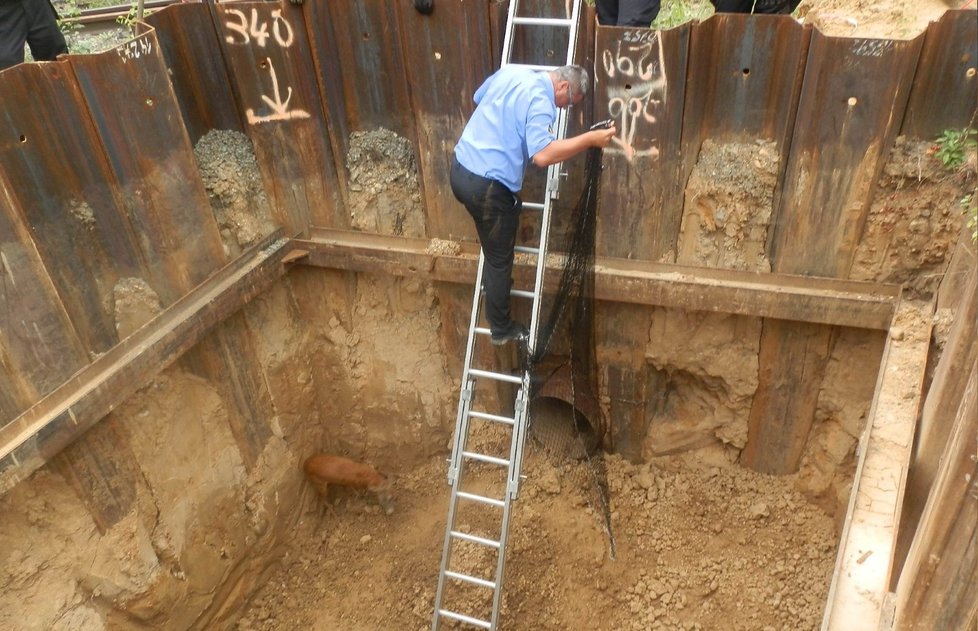 Městští strážníci a hasiči zachraňují srnce z výkopu v areálu plzeňské Škodovky (2019).