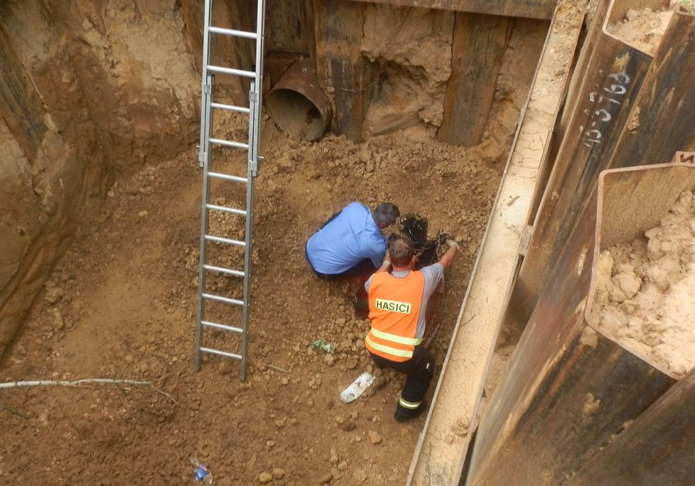 Městští strážníci a hasiči zachraňují srnce z výkopu v areálu plzeňské Škodovky (2019).