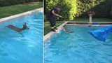 Vedro, že i srnci skáčou do bazénu! Na hasiče chrčel a "tasil" na ně parůžky
