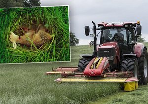 Srny po senoseči marně volají svoje mláďata. Umírají krutou smrtí poté, co je posečou kombajny.