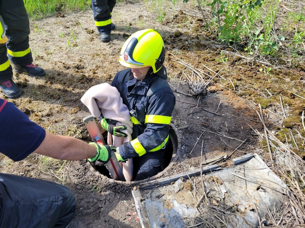 Hasiči v Ostravě zachránili srnečka, který spadl do nezajištěného kanálu.