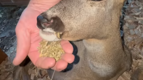 "Slepá" srnka je konečně na svobodě. Nikdo zprvu nevěřil, že přežije noc!