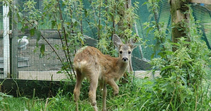 Srnka Gábinka se naučila běhat i bez pravé nožičky. Možná ale dostane protézu, aby si nezkřivila páteř