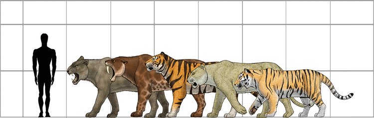 Srovnání největších kočkovitých šelem: (zleva) LEV AMERICKÝ,  Smilodon populator – největší ze tří druhů amerických šavlozubých tygrů, žil ve stejné době jako americký lev, Tygr Panthera tigris acutidens – vymřelý poddruh tygra z východní Asie, LEV JEKYNNÍ, Tygr ussurijský (Panthera tigris altaica) – v současnosti největší žijící kočkovitá šelma