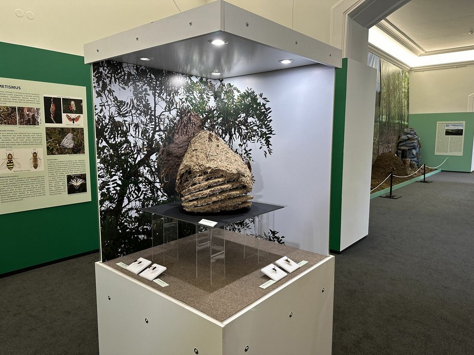 Hnízdo sršně asijské je vystavené v Západočeském muzeu v Plzni jako exponát výstavy Bezobratlí kolem nás.