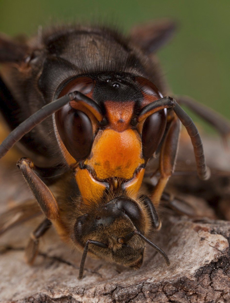 Sršeň asijská je nebezpečná především pro včely.