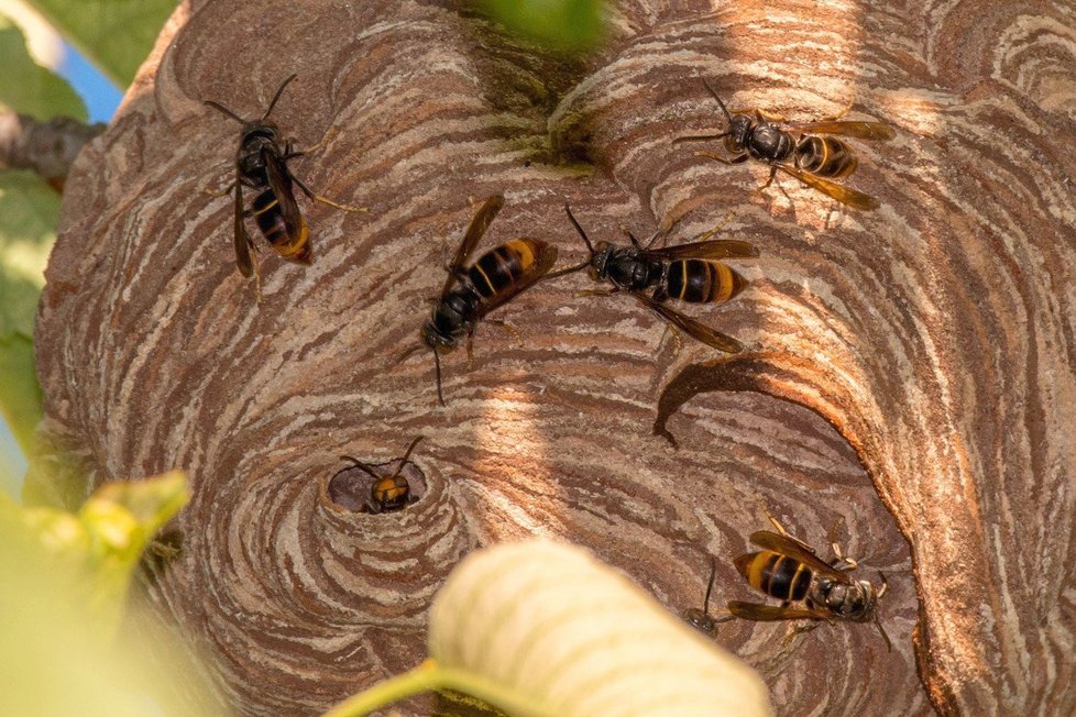 Evropou se šíří agresivní sršeň asijská