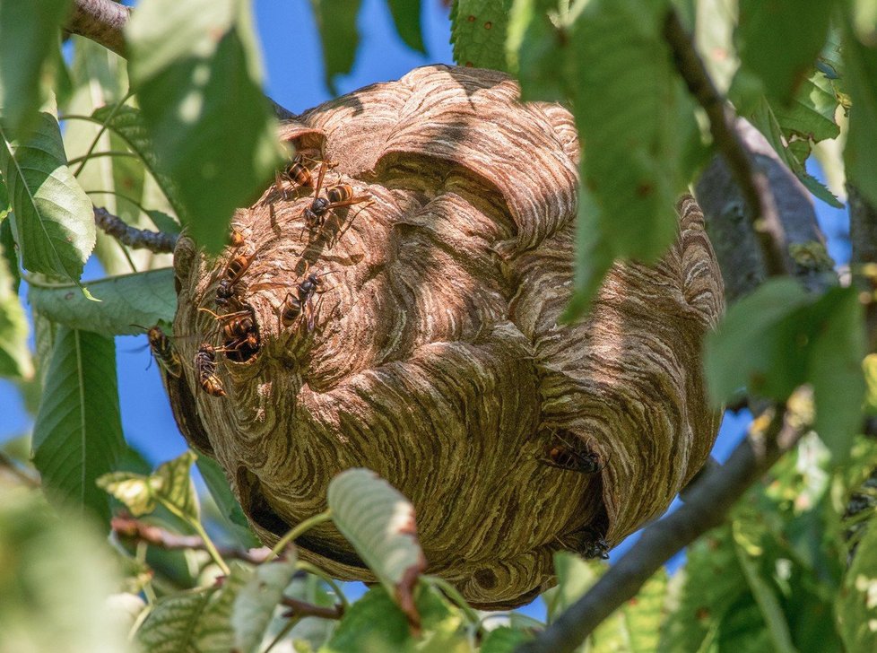 Evropou se šíří agresivní sršeň asijská