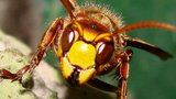 Vosy, včely, čmeláci, sršni. Letní příroda skrývá smrtelné nebezpečí