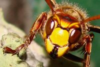 Vosy, včely, čmeláci, sršni. Letní příroda skrývá smrtelné nebezpečí
