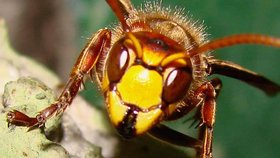 Hmyzí bodnutí vás může ohrozit na životě