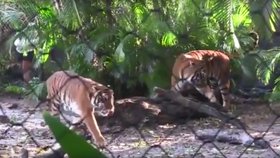 Výběh tygra malajského v zoo Palm Beach na Floridě