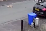 Muž byl opakovaně natočen, jak bije psy: Týráním zvířat je prý známý!