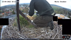 Ornitolog odebírá vajíčka z hnízda ve Staňkově.