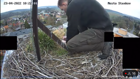 Ornitolog odebírá vajíčka z hnízda ve Staňkově.